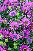 OSTEOSPERMUM CAPE DAISY NASINGA PURPLE