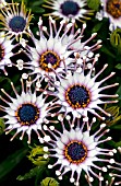 OSTEOSPERMUM CAPE DAISY NASINGA WHITE