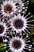 OSTEOSPERMUM CAPE DAISY NASINGA WHITE