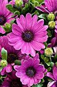 OSTEOSPERMUM SERENITY DARK PURPLE