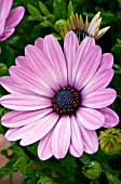 OSTEOSPERMUM SERENITY PINK