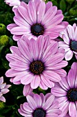 OSTEOSPERMUM SERENITY PINK