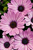 OSTEOSPERMUM SERENITY PINK