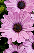 OSTEOSPERMUM SERENITY PINK