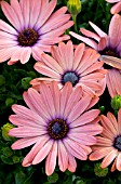 OSTEOSPERMUM SERENITY ROSE MAGIC