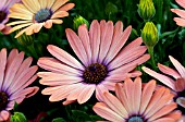 OSTEOSPERMUM SERENITY ROSE MAGIC