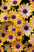 OSTEOSPERMUM SIDE SHOW COPPER APRICOT