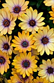 OSTEOSPERMUM SIDE SHOW COPPER APRICOT