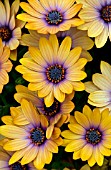 OSTEOSPERMUM SIDE SHOW COPPER APRICOT