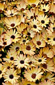 OSTEOSPERMUM SIDE SHOW COPPER YELLOW