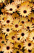 OSTEOSPERMUM SIDE SHOW COPPER YELLOW