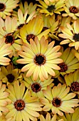 OSTEOSPERMUM SIDE SHOW COPPER YELLOW