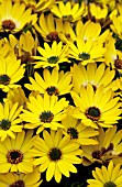 OSTEOSPERMUM SIDE SHOW GOLDEN YELLOW