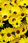 OSTEOSPERMUM SIDE SHOW GOLDEN YELLOW