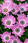 OSTEOSPERMUM SIDE SHOW PURPLE BICOLOR