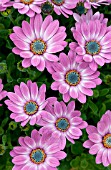 OSTEOSPERMUM SIDE SHOW PURPLE BICOLOR