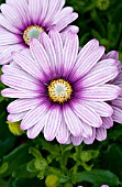 OSTEOSPERMUM SIDE SHOW PURPLE ILLUSION