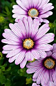 OSTEOSPERMUM SIDE SHOW PURPLE ILLUSION