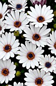 OSTEOSPERMUM SIDE SHOW WHITE