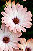 OSTEOSPERMUM TRADEWINDS CINNAMON