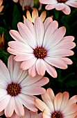 OSTEOSPERMUM TRADEWINDS CINNAMON