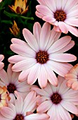 OSTEOSPERMUM TRADEWINDS CINNAMON