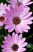 OSTEOSPERMUM TRADEWINDS PURPLE BICOLOR