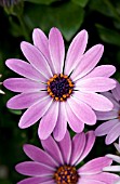 OSTEOSPERMUM TRADEWINDS PURPLE BICOLOR