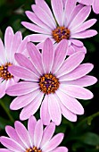 OSTEOSPERMUM TRADEWINDS PURPLE BICOLOR