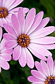 OSTEOSPERMUM TRADEWINDS PURPLE BICOLOR