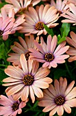 OSTEOSPERMUM TRADEWINDS TERRACOTTA