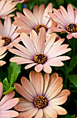 OSTEOSPERMUM TRADEWINDS TERRACOTTA