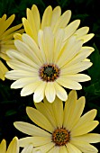 OSTEOSPERMUM TRADEWINDS YELLOW