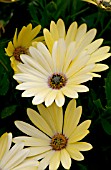 OSTEOSPERMUM TRADEWINDS YELLOW