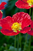 PAPAVER NUDICAULE SPRING FEVER ORANGE