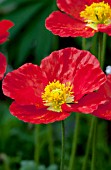 PAPAVER NUDICAULE SPRING FEVER ORANGE