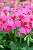 PELARGONIUM BLIZZARD PINK