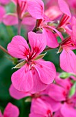 PELARGONIUM BLIZZARD PINK