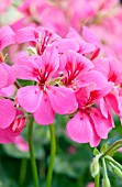 PELARGONIUM BLIZZARD PINK