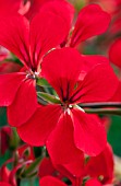 PELARGONIUM BLIZZARD RED