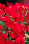 PELARGONIUM BLIZZARD RED