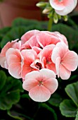 PELARGONIUM BULLSEYE SALMON