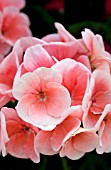 PELARGONIUM BULLSEYE SALMON