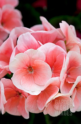 PELARGONIUM_BULLSEYE_SALMON