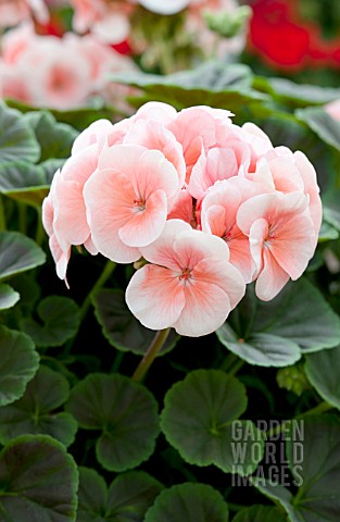 PELARGONIUM_BULLSEYE_SALMON