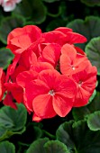 PELARGONIUM BULLSEYE SCARLET