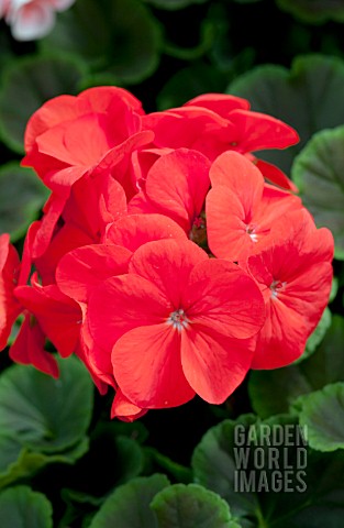 PELARGONIUM_BULLSEYE_SCARLET