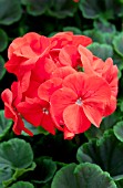 PELARGONIUM BULLSEYE SCARLET