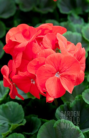 PELARGONIUM_BULLSEYE_SCARLET