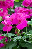 PELARGONIUM CALLIOPE LAVENDER ROSE